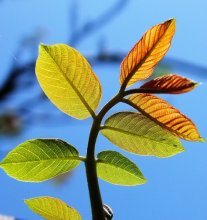 Leaves of walnut / ***