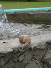 Snail / ***