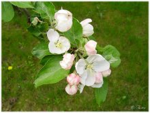 Only in May the gardens are blooming. / ***