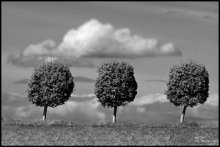 Three and a cloud / ***