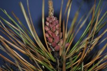Cones / ***