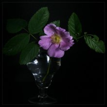 Briar / ***