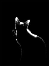 cat / ***