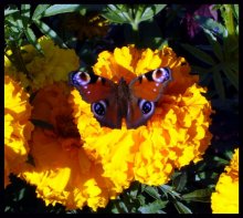 Colors of summer / ***