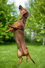 Dachshund flying squirrel / ***