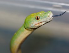 Green snakes / ***