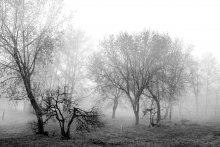 black and white fog / ......