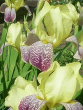 Irises varietal / ***