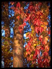 &quot;Autumn Grapes&quot; / ***