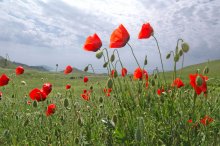 &quot;Scarlet poppies - a drop of blood on the grass ...&quot; / ***