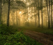 Morning in the fog. / ***