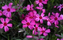 Flowers / ***