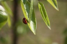 Tenderness of Nature / ***
