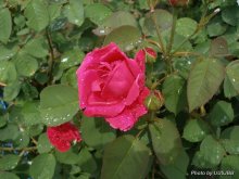 Roses after rain / ***