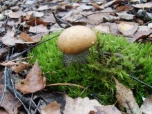 fungus / ***