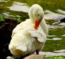 Clean - health pledge / ***