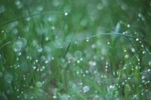 dew / *********