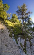 And on the stone, the trees grow / ***