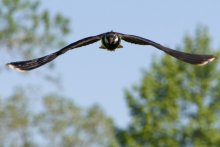 Attack of the lapwing / ***