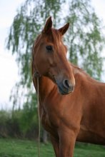 Cossack .. dreamy / ***