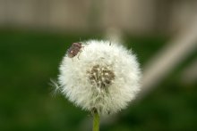 short rest / ***