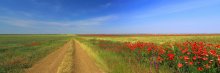 The June Crimean field / ***