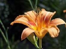 lily. / ***