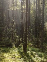 morning in the woods / ******