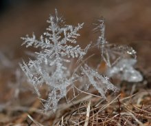 Snowflakes swirled .... / ***