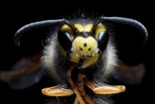 portrait of a wasp / ***