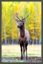 Siberian stag / ***
