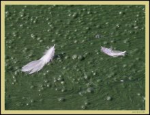 Massy Water and Plumages / Prljava voda, zabokrecina i perje.