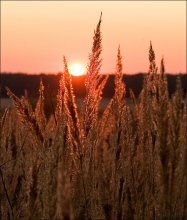 Sunset Meadow. / ***