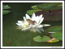 Princess from a Tale / Frog on a lotos flower.