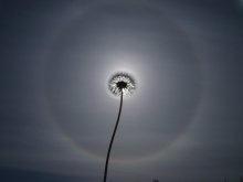 Dandelion in the background halo. / ***