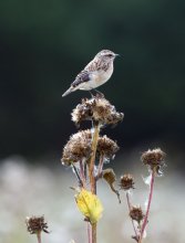 Stonechat nestling meadow / ***