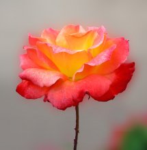 Queen of Inspiration / ***