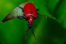Beetle-lily / ***