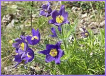 Spring / ***