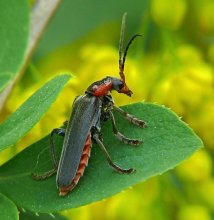 Myagkotelka brown Cantharis fusca / ***