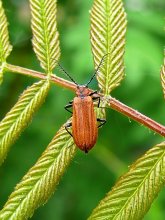 Ognetsvetka grebneusaya Schizotus pectinicornis / ***