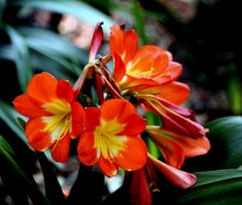 Flowers 1 / ***