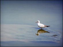 in the mirror of muddy water / ***