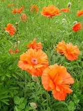Red poppies ... / ***