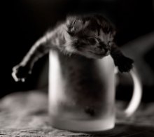 Pussy in a mug / ***