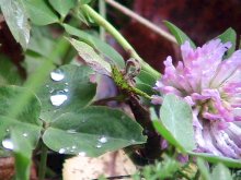 worm - traveler / ***