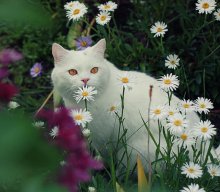 cat in flowers / ***