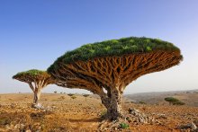 Dragon-tree / ***