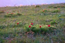 Morning with peonies / ***