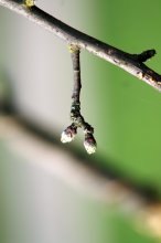 twig / ***